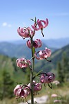 turk's cap lily, flower, blossom