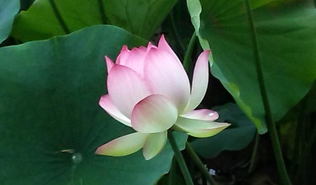 Echo Park, Lotus, Lotosový Květ