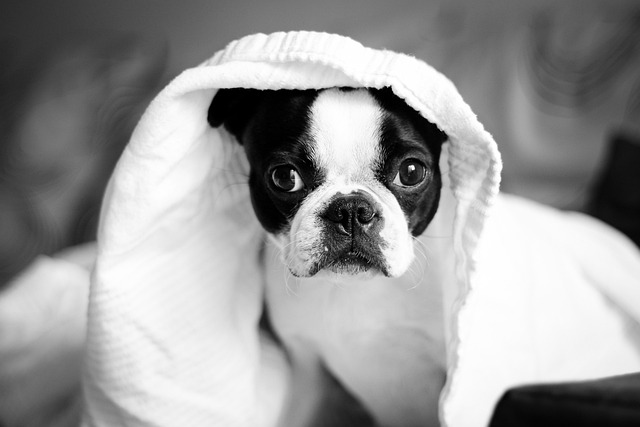 Free Animal Cute photo and picture