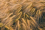 close-up, field, golden