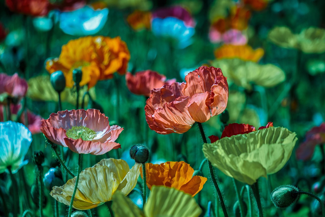 Poppies - free online jigsaw puzzle photo