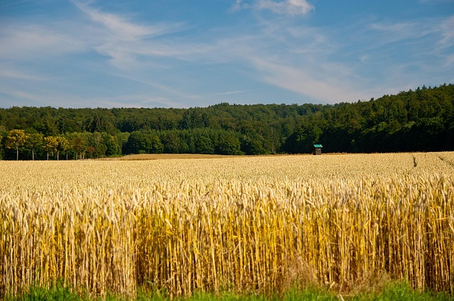 Free Field Landscape photo and picture