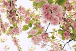 blooming, branch, bright