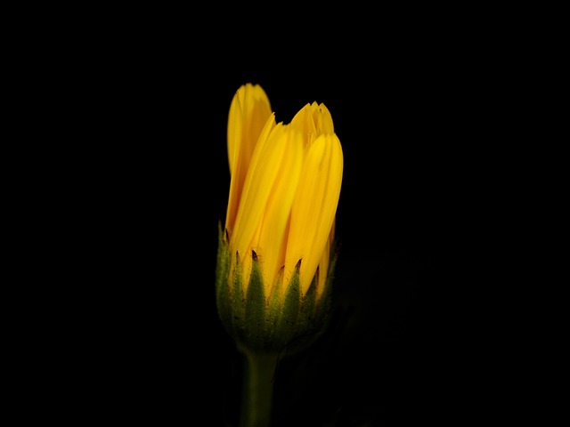 Free Flower Yellow photo and picture