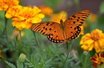 gulf fritillary butterfly, insect, butterfly