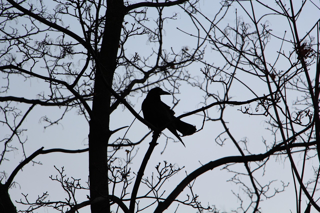 Bird Side 40,000+ Free Bird Side View & Nature Images - Pixabay