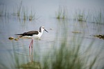 stilt, bird, field birds