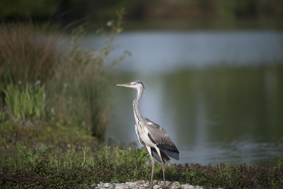 Domaine Des Oiseaux