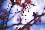 flower, nature, tree