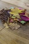amber, autumn, autumn foliage
