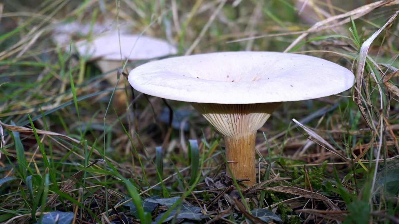Mycologie La Nature Scrutin Photo gratuite sur Pixabay Pixabay
