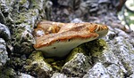 mycology, fungus, food