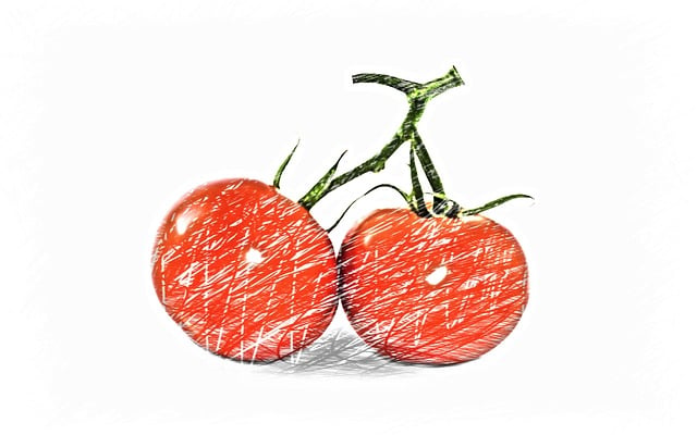 Free tomatoes drawing vegetables illustration