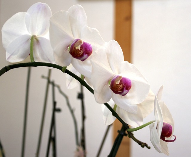 Free Flower Orchid photo and picture