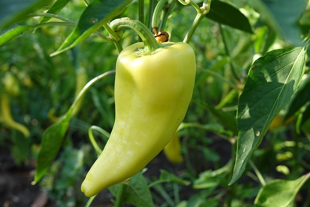 green pepper, garden, organic, vegetable, healthy, nature, plant, green, food, summer, gardening, fresh, pepper, natural, agriculture, farming, grow, growing, vegetarian, harvest, nutrition, kitchen, cultivate, outdoor, green kitchen, green nutrition
