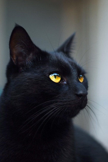 Gato, Negro, Kitty, Gato Negro, Felino
