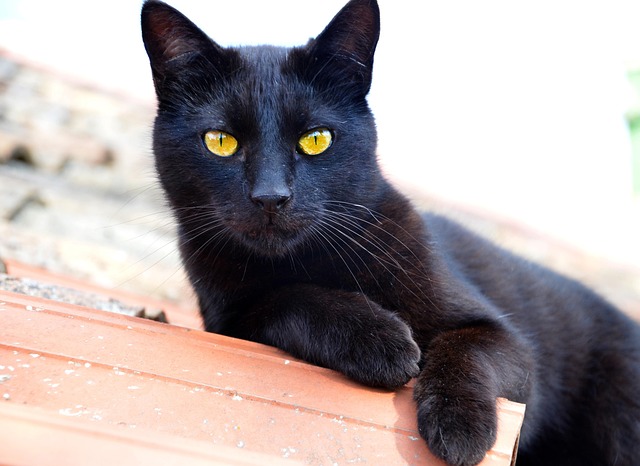 Gato, Negro, Kitty, Gato Negro, Felino