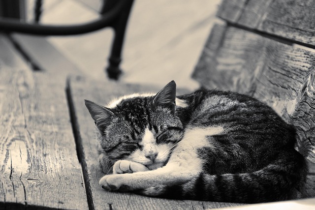 Gato, Acostado, Dormido, Animal