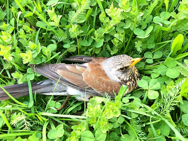 Free Nature Bird photo and picture