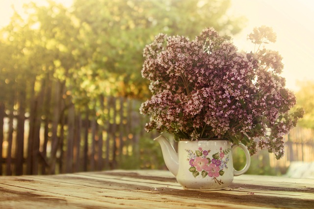 Free Summer Oregano photo and picture