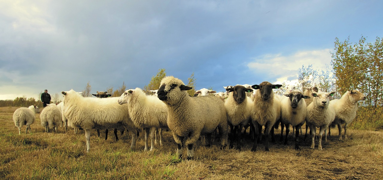 Animals - free online jigsaw puzzle photo