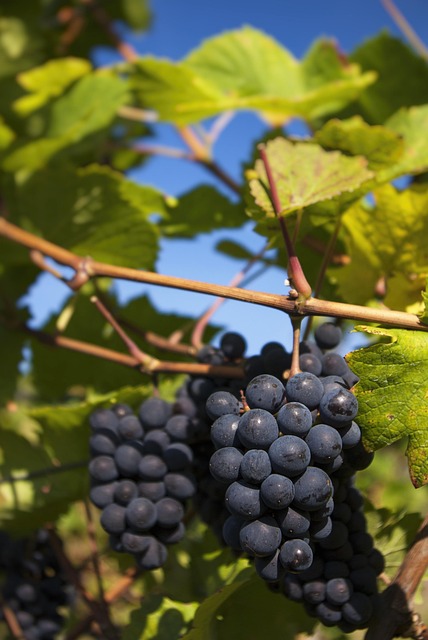 Free Grapes Fruit photo and picture
