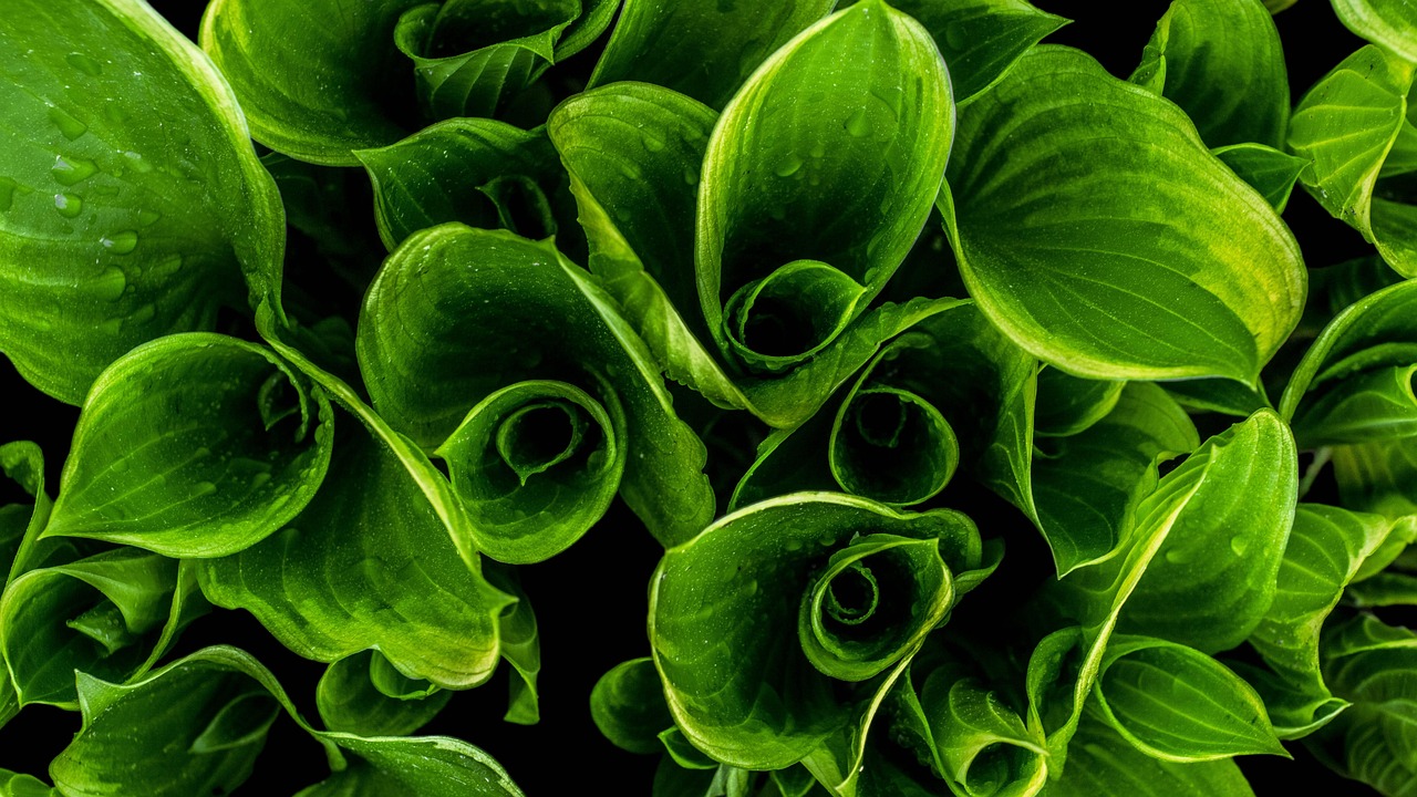 Close-Up Green Leaves - Free photo on Pixabay