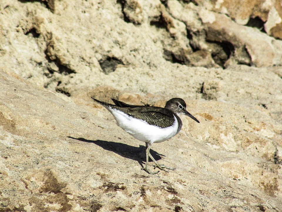 Stint นกทะเล อพยพ - ภาพฟรีบน Pixabay - Pixabay