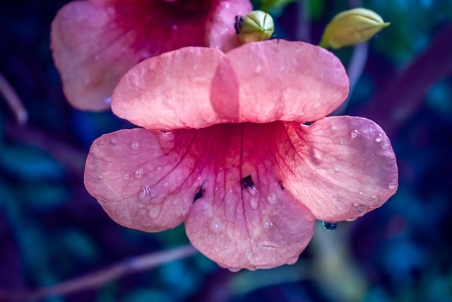 Free Pink Blue photo and picture