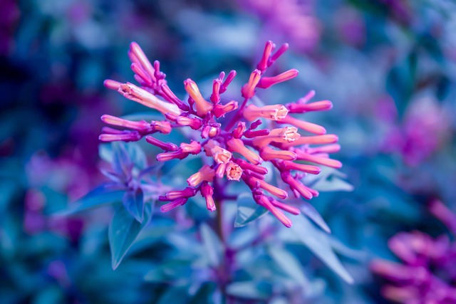 Free Pink Blue photo and picture