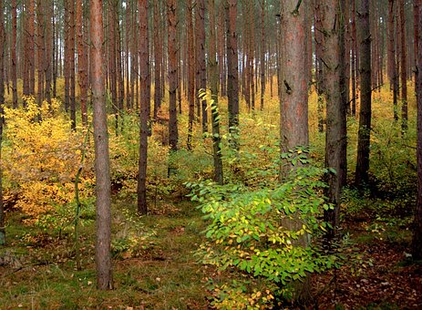 Free Forest Fall photo and picture