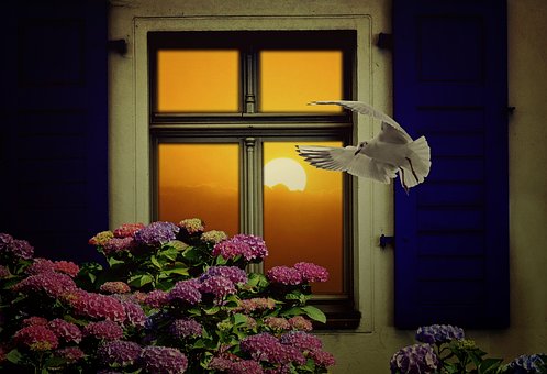 Window, Sun, Still Life, Decorative