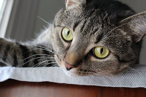 Free Cat Pets photo and picture