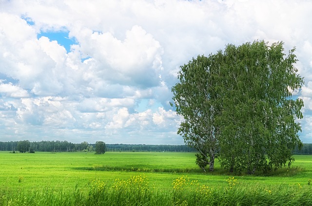Sommer, Felt, Græs, Himmel, Sky, Træ