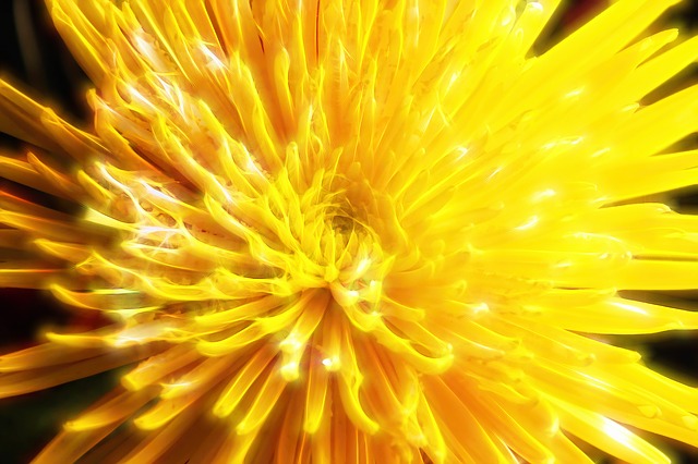 Free flower chrysanthemum floral illustration