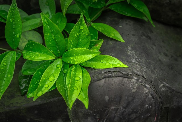 leaf, plant, broadleaf, nature, green, abstract, dew, trickle, morning, spring, roof tile