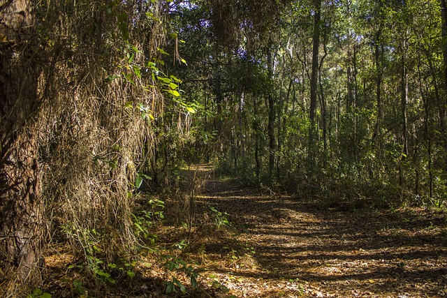 Wald, Bäume, Natur, Holz, Feder