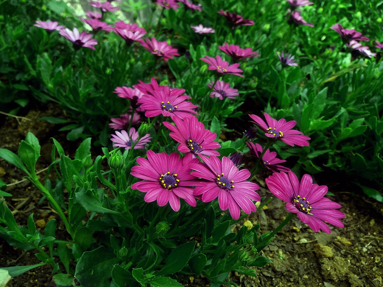 盛开 开花 植物群 - Pixabay上的免费照片 - Pixabay