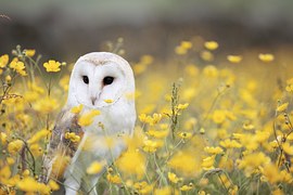 Animal, Bird, Field, Flowers, Grass