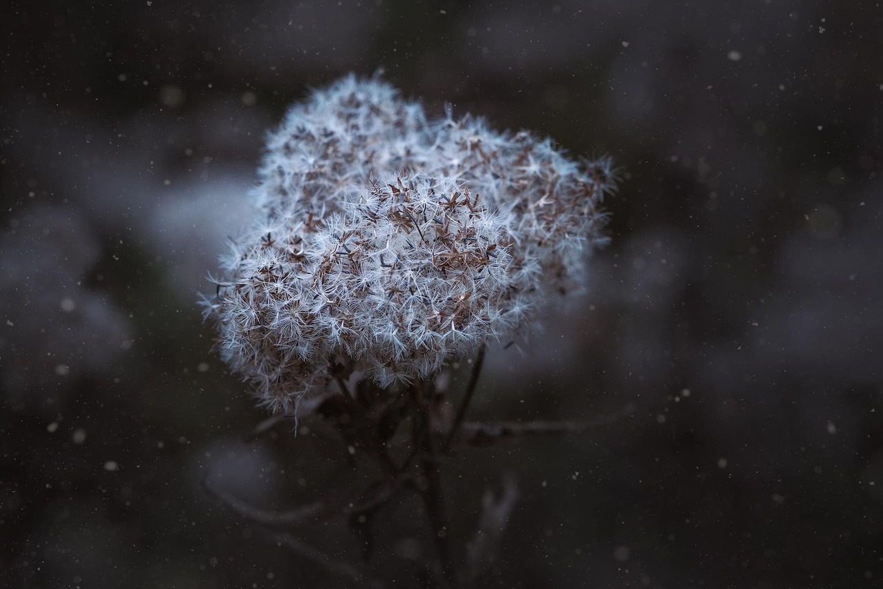 winter-1845537_1280.jpg