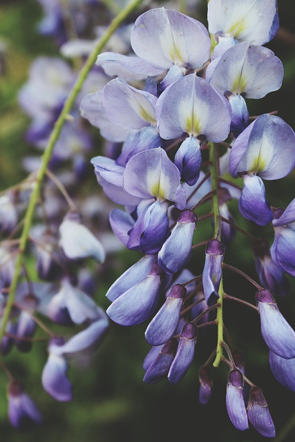 盛开 开花 植物群 - Pixabay上的免费照片 - Pixabay