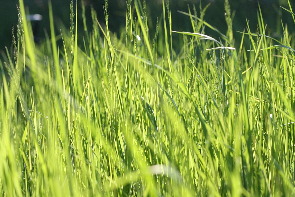 葡萄影院在线观看