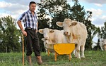 agriculture, cane, cattle