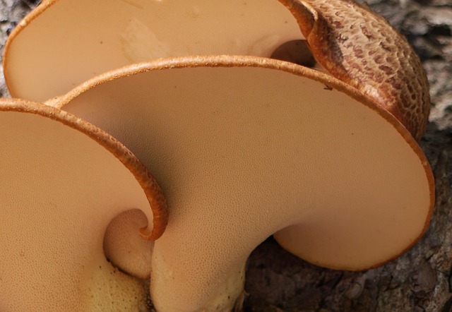 Free Fungi Bract photo and picture
