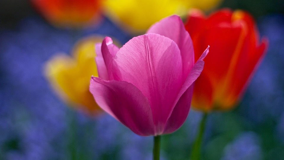 Tulip, Pink, Flower, Bloom, Blossom, Flora, Nature