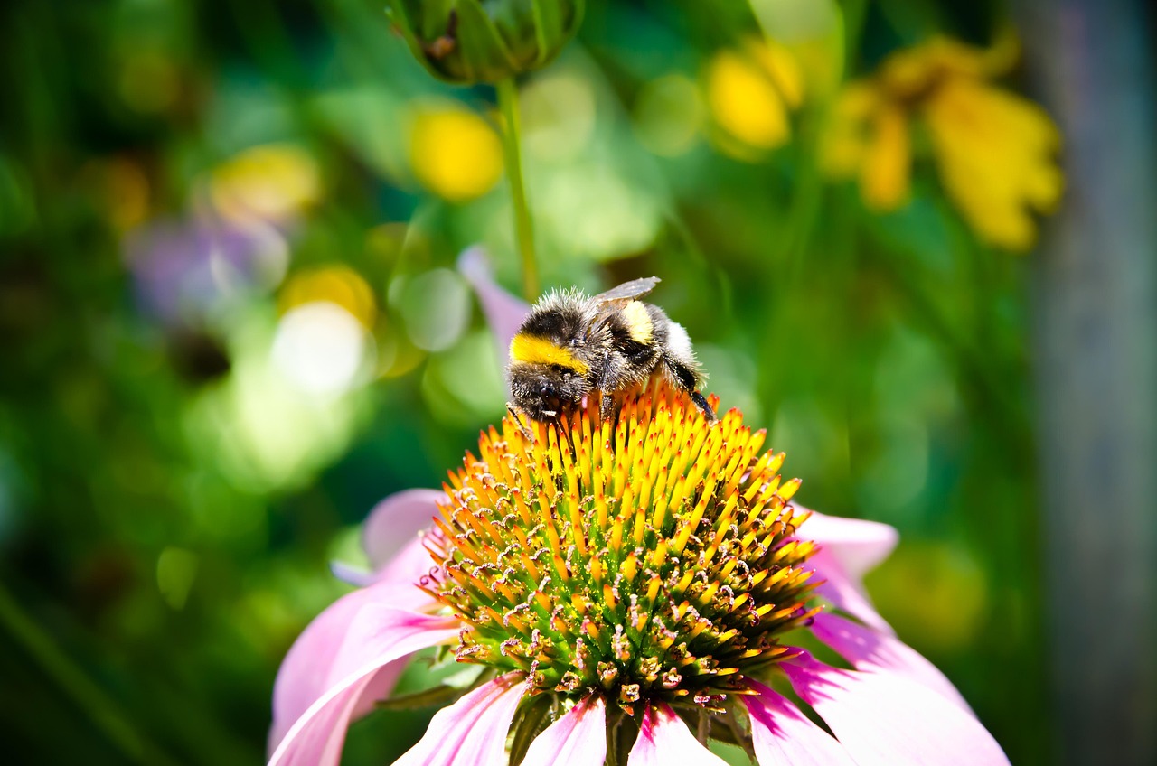Bee - free online jigsaw puzzle photo