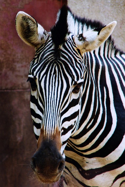 Cebra, Animal, Zoo, Naturaleza, A Rayas