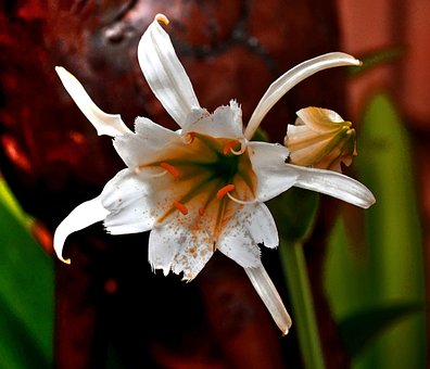 Blomst, Pedaler, Hvid, Have