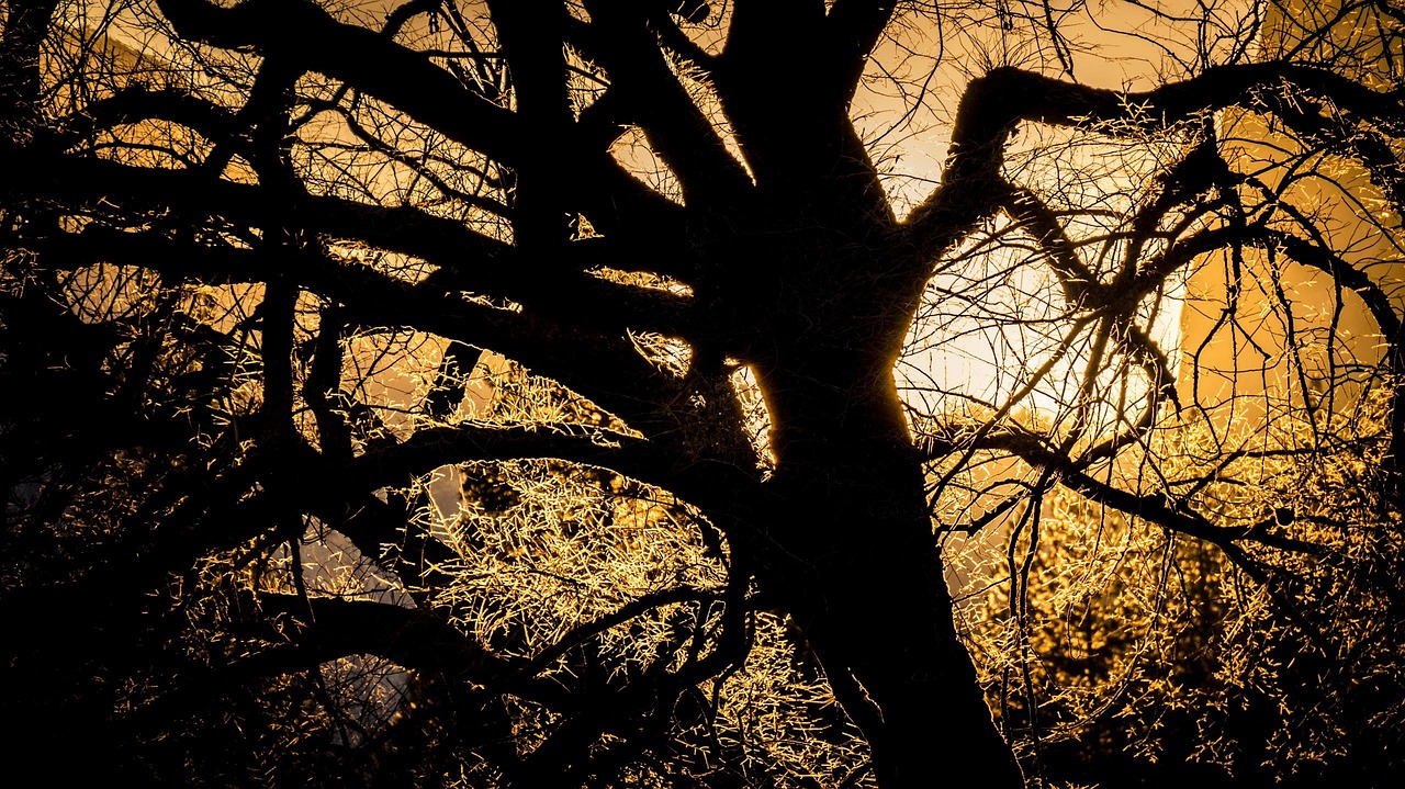 Tree Dead Cold Beautiful Cold Dead Tree - Free photo on Pixabay