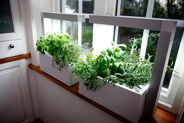 Free Herb Growing Herbs photo and picture